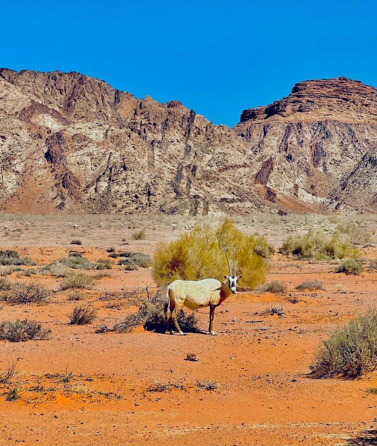 Raja Camp Hotell Wadi Rum Exteriör bild